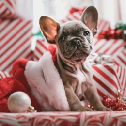 Are you a paw-rent? πΎ The Shops at Park Lane are hosting a Holiday Portrait Pawty December 4th from 10 am to 2 pm! π Their event will include a holiday backdrop to take a picture with your pooch or have their photo taken. 
.
.
.
#norra #norrapartments #lewisville #lewisvilletx #lakelewisville #lewisvilleapartments #dfwapartments #dfwblogger #dfwinfluencer #dfwyoungprofessionals #dfwapartmentlocator Instagram post from @norraapartments on December 03, 2021 11:16:58am